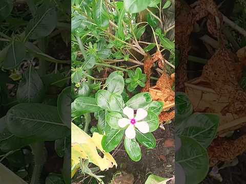 monta Tomar hoycha amar #short#love#sagnik😍😍😍😍😍😍😍😍😍😍😍