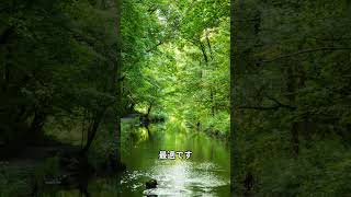 自然から得られるバイオフィリア効果とは　#shorts