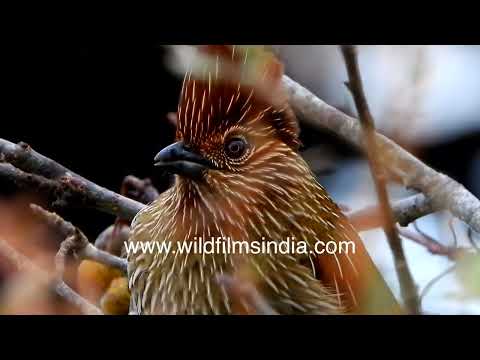Timáliovec čiarkový (Grammatoptila striata) — video o speve a chove