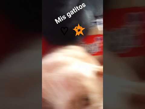 ♡ mylady ♡ y ☆ jazz ☆