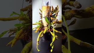 Dendrobium Capillipes wild orchid growing on polypropylene fiber substrate  #orchids  #lanrung