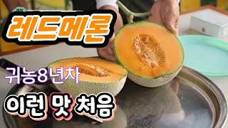 제철 과일 레드메론 이런맛 처음
