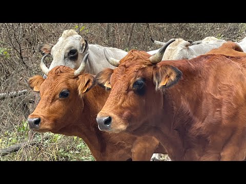 Transhumance and Nativity Scenes in Camoglieres Valle Maira Part 1