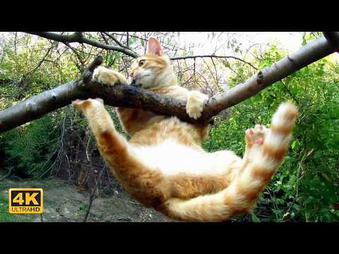 You Can’t Stop Laughing At These Funny Cats 😂 Best of 2026