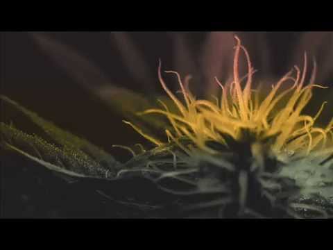 Rappa Muffin & Omul Cu Fericirea- Lume de culori