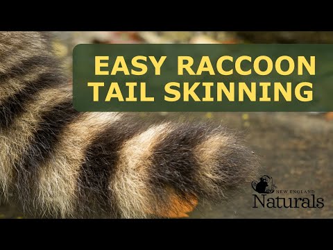 How to Skin a Raccoon Tail (Tutorial)