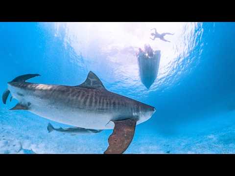 CRAZY TIGER SHARK 3 Days Boat Camping & Spearfishing For Food
