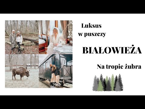 🌟 BIAŁOWIEŻA 🦬🌲 WEEKEND Z BAJKI 🪻CO ZOBACZYC? 🌳 GDZIE SPAĆ 🚂 KUCHNIA REGIONALNA 🥟🥮