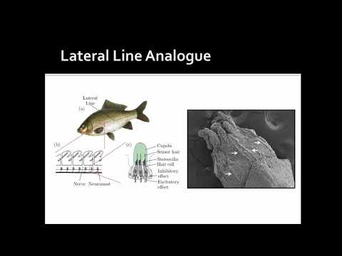 Dr. Carly Anne York (Lenoir-Rhyne U.): "How Squids Evade Predators"