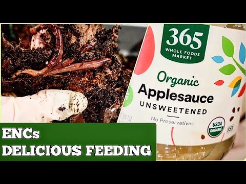 European Nightcrawlers Fed Moldy Applesauce And Carrot Peels | Vermicomposting With ENCs
