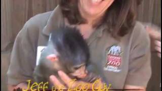 preview picture of video 'Baby Mandrill/Monkey'