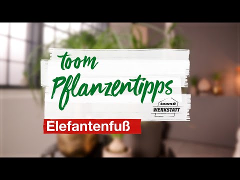 toom Pflanzentipps: Elefantenfuß | toom Baumarkt