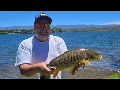Linda pesca  de pez carpa en la florida san luis
