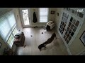 Vicious Dog Fight 3