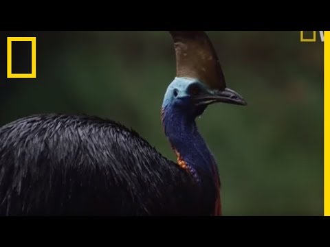 Le casoar à casque, oiseau le plus dangereux du monde !