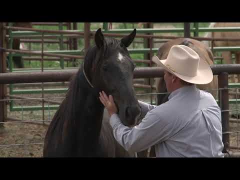 Ken McNabb: Colt Starting (Part 2 of 7) - Preparing for the Halter