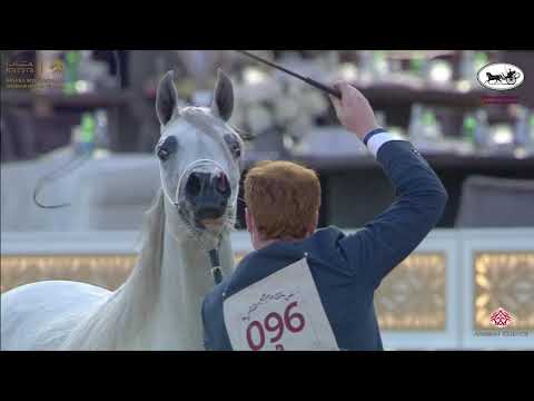 N 96 REEM AL SRAIYA   Katara International Arabian Horse Festival   Fillies 3 Years Old Class 3A