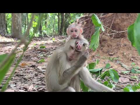 BBMonkey Sama's Incredible Intelligence! Watch This Cute Little Monkey Learn New Things Every Day!