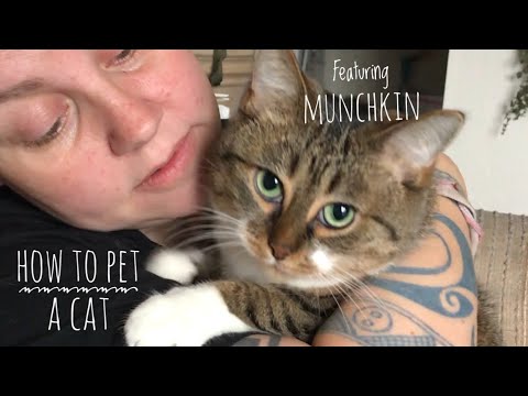 How To Pet A Cat - Ep1 Munchkin