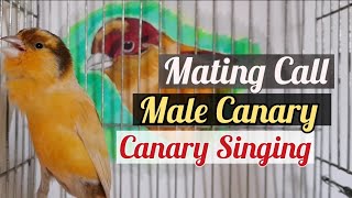 Download lagu PANGGILAN KAWIN yang Ampuh Nyanyian Burung Kenari Jantan - efektif untuk mendorong betina membangun sarang mp3