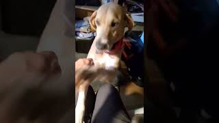 Video preview image #1 Mutt Puppy For Sale in Crystal, MN, USA