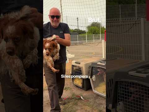 14 chiens d'un chenil sauvés des flammes