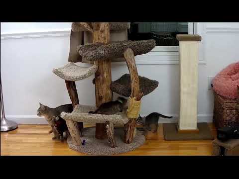 The Bready bunch class kids are now 66 days old.. Yesterday they moved downstairs to their new room.