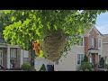 Hefty Sized Bald-Faced Hornet Nest in the Tree in Metuchen, NJ