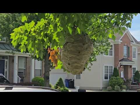 Hefty Sized Bald-Faced Hornet Nest in the Tree in Metuchen, NJ