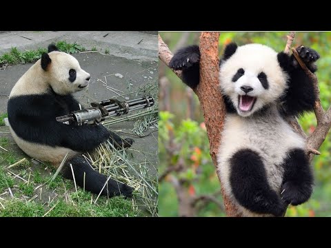 😂 FUNNY PANDA VIDEOS [TRY NOT TO LAUGH] BEST PANDA VIDEOS COMPILATION 🐼 FUNNY ANIMAL CLIPS