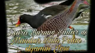 Download lagu Suara Burung Sintar VS Mandar Batu Pelan mp3