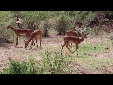 מסע ספארי מדהים בטנזניה