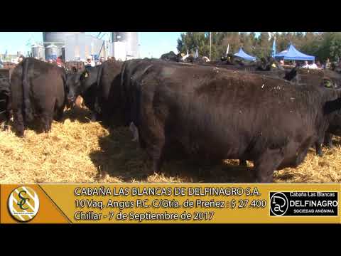 07-09-17 Venta de Vaq Angus P.C. C/Gtía de Preñez - Cabaña Las Blancas de Delfinagro S.A. - Chillar