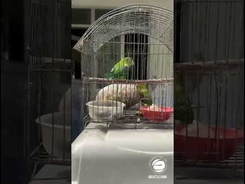 🦜 Hallan 19 especies de fauna silvestre que eran mantenidas ilegalmente como mascotas en Ambalema