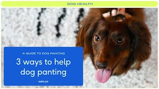 Why Is My Dog Panting? How to Support Your Panting Pup