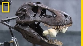T. Rex's Bone-Crushing Bite | National Geographic