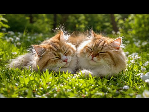 (NO ADS) 3 Hours of Cat TV 🐾 Soft Lullabies & Calming Music for Cats | Perfect Sleep Sounds for Cats