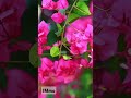 Thx To Nature