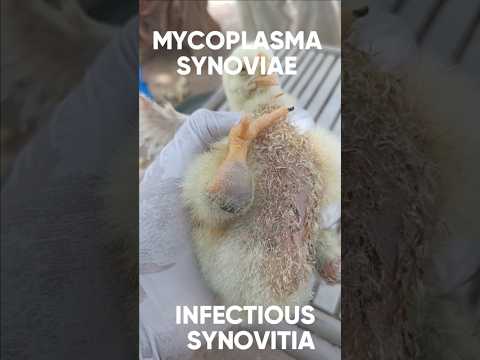 , title : 'Mycoplasma Synoviae in  Chickens | Hock Joint Problem in Chickens  #poultry #poultryfarming'