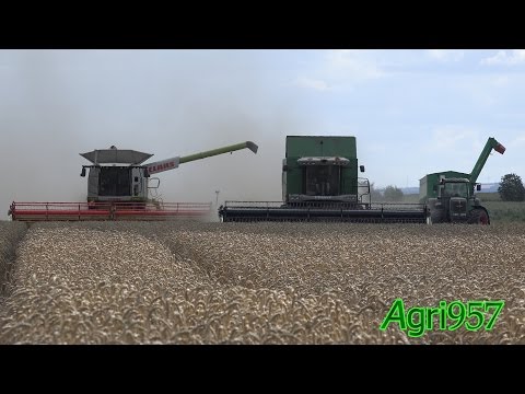WHEAT HARVEST: CLAAS LEXION 770 TT 2016 - FENDT 9470x - 926 & HAWE | DE TOUR