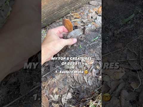 i found a hidden mole!! #animals #mole #snakes