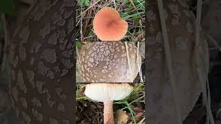 Mushrooms and Fungi at their finest 🍄