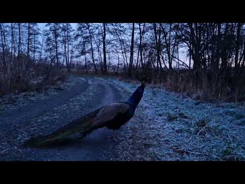 Vorher /nachher 🐓🦚 Der Pfau scheint angekommen zu sein und entwickelt sich prächtig.