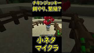 チキンジョッキーに餌やり、繁殖できるのか？　【マイクラ/マインクラフト】 #shorts