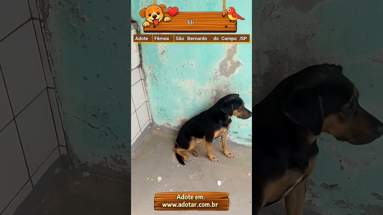 Cachorro raça SRD-ViraLata idade 1 ano nome lili