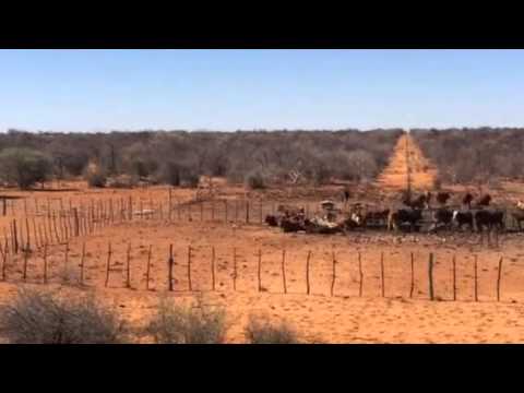 Namibia Hunt Three Warthogs three shots! Calibre 25-06