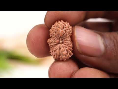 Rudraksha Product Image