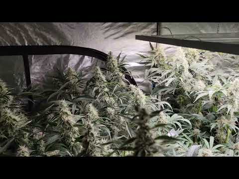 AutoPot Cannabis Grow - Week 8 Flower 🌼