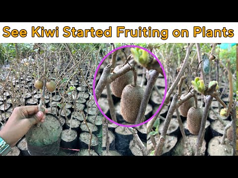 Grafted Kiwi Plants for Sale in Arunachal Pradesh | Already Fruiting Kiwi Plants | Best Price