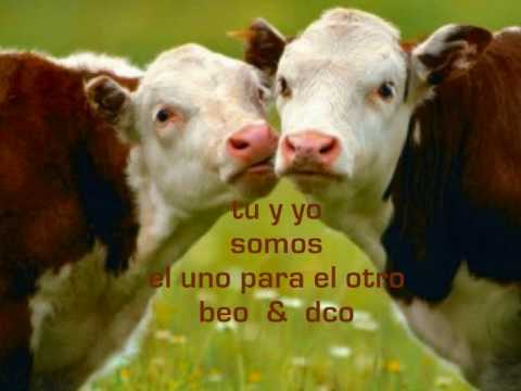 tu eres la cheverisima